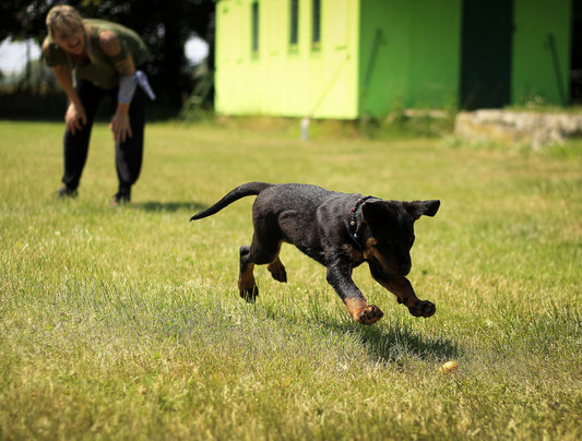 Tipps für Hundetraining